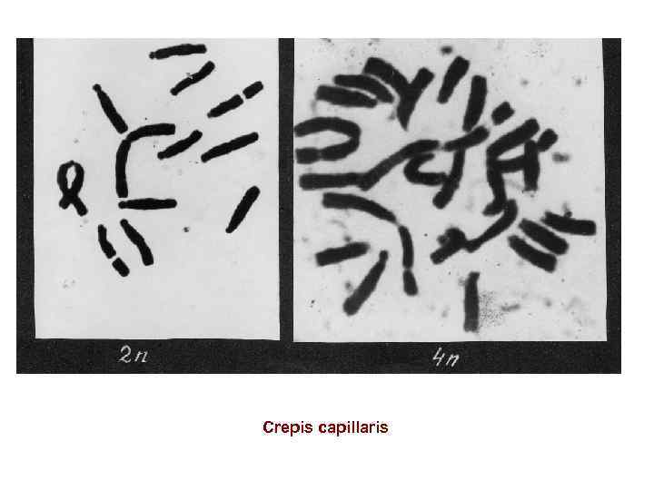 Crepis capillaris 