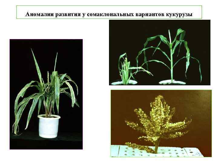 Аномалии развития у сомаклональных вариантов кукурузы 
