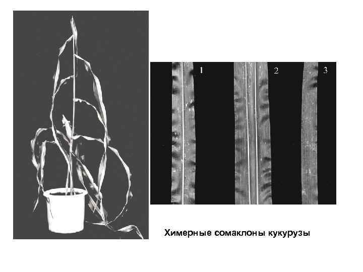 Химерные сомаклоны кукурузы 