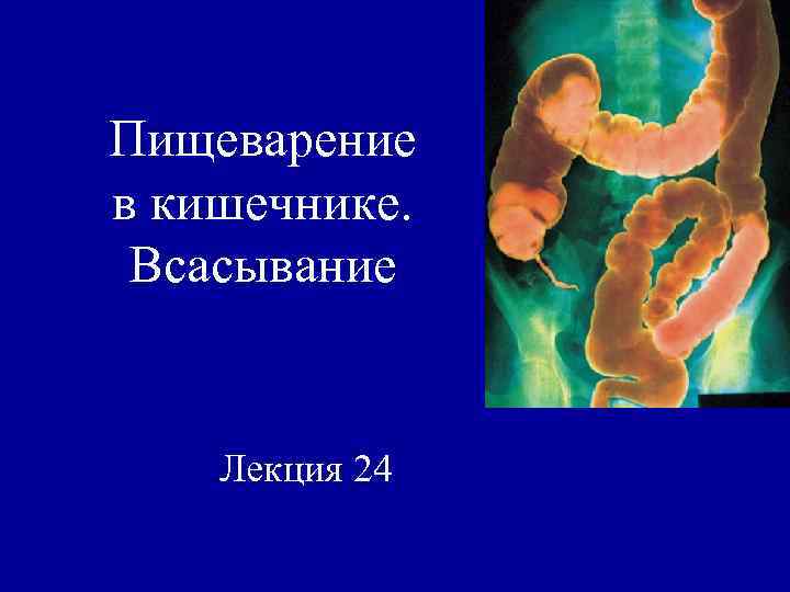 Пищеварение в кишечнике. Всасывание Лекция 24 