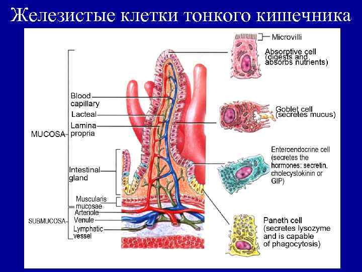 Железистые клетки тонкого кишечника 