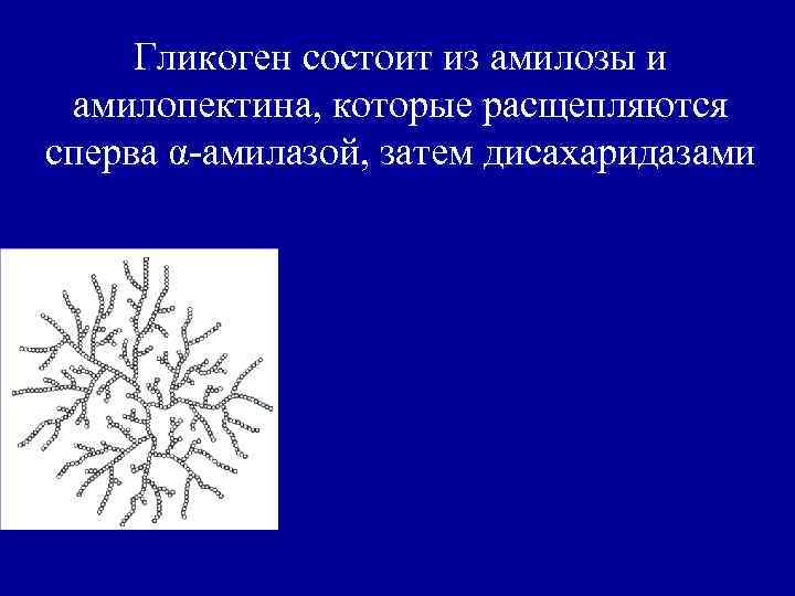 Гликоген состоит из амилозы и амилопектина, которые расщепляются сперва α-амилазой, затем дисахаридазами 