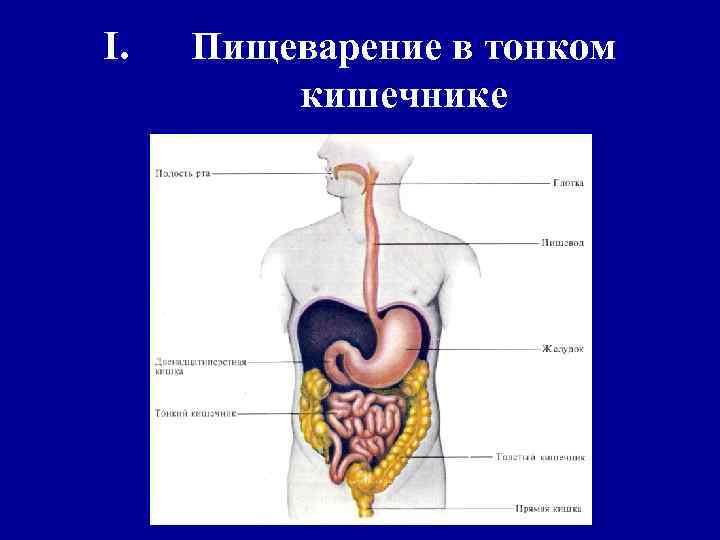 Пищеварение в тонком