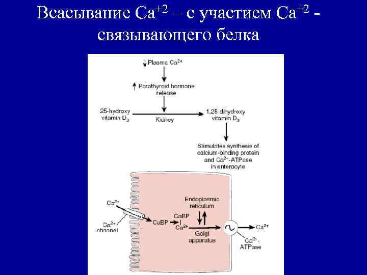 Связывающие белки. Всасывание кальция в кишечнике. Абсорбция кальция в кишечнике. Кальций-связывающих белков. Всасывание белков происходит в.