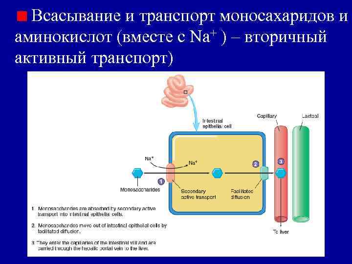 Всасывание аминокислот и глюкозы механическое. Всасывание активный транспорт. Всасывание аминокислот. Всасывание и транспорт моносахаридов. Всасывание аминокислот в кишечнике.