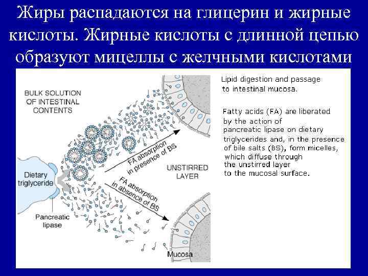 Жиры распадаются до глицерина и жирных кислот