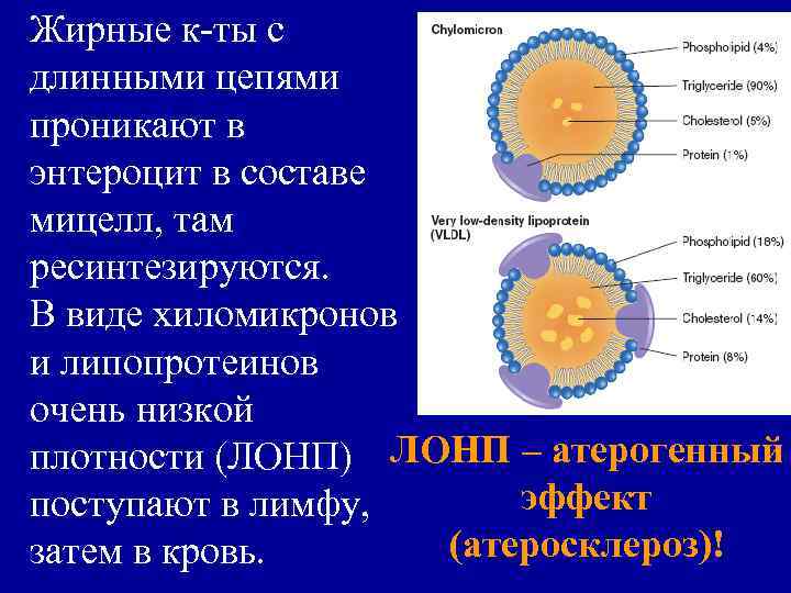 Жирные к-ты с длинными цепями проникают в энтероцит в составе мицелл, там ресинтезируются. В