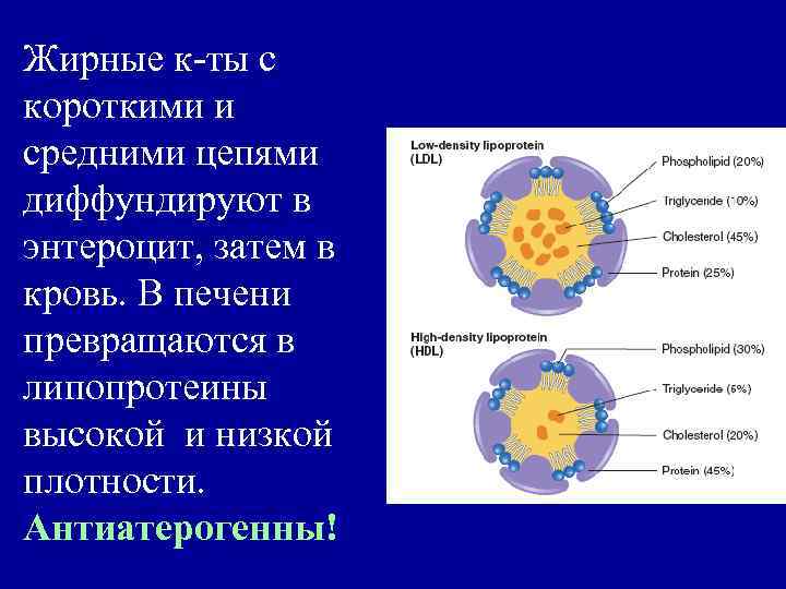 Жирные к-ты с короткими и средними цепями диффундируют в энтероцит, затем в кровь. В