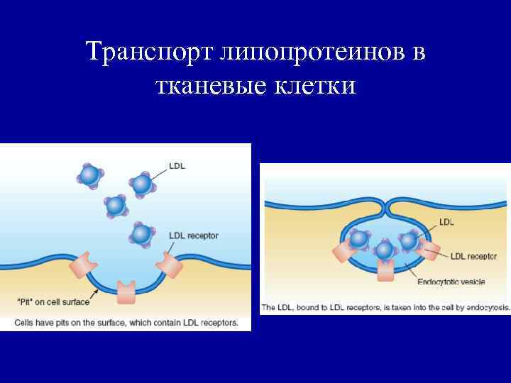 Транспорт липопротеинов в тканевые клетки 