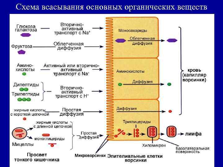 Как осуществляется процесс всасывания питательных