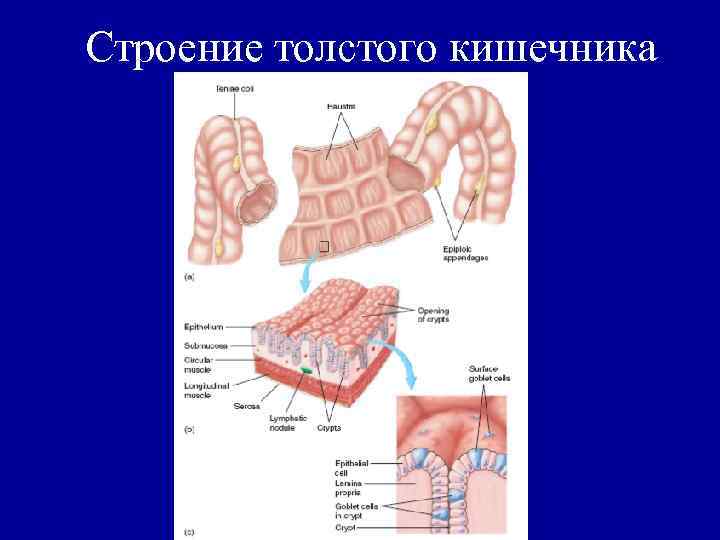 Строение толстого кишечника 