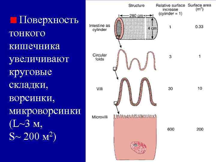 В тонкой кишке происходит всасывание в кровь. Складки и ворсинки тонкого кишечника. Ворсинки тонкого кишечника всасывание. Всасывание в кишечных ворсинках. Всасывательная поверхность тонкой кишки.