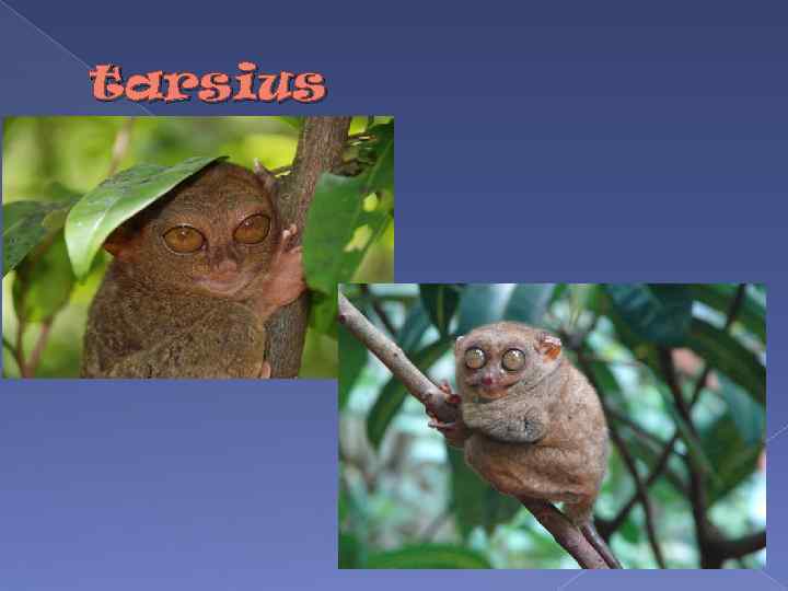 tarsius 