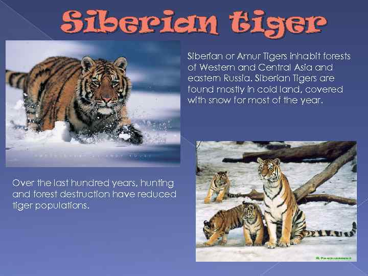 Siberian tiger Siberian or Amur Tigers inhabit forests of Western and Central Asia and