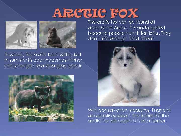 ARCTIC FOX The arctic fox can be found all around the Arctic. It is