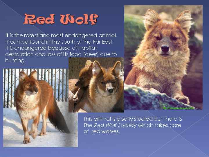 Red Wolf It is the rarest and most endangered animal. It can be found