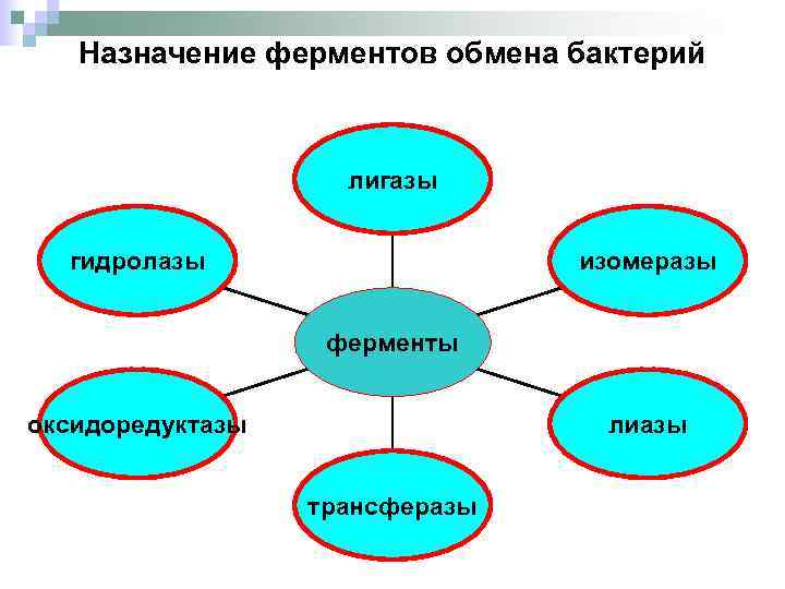 Назначение ферментов обмена бактерий лигазы гидролазы изомеразы ферменты оксидоредуктазы лиазы трансферазы 