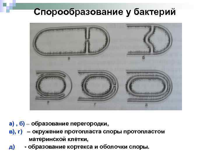 Спорообразование у бактерий а) , б) – образование перегородки, в), г) – окружение протопласта