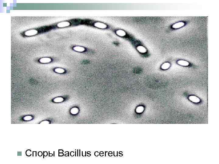 n Споры Bacillus cereus 