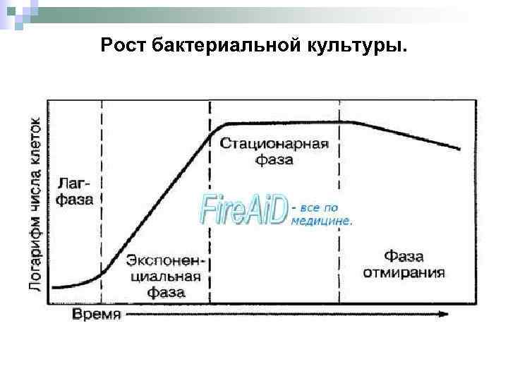 Рост бактериальной культуры. 