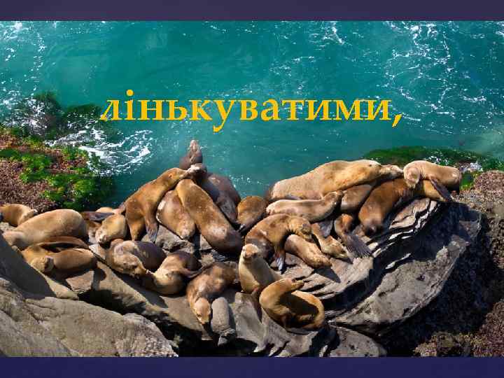 лінькуватими, 