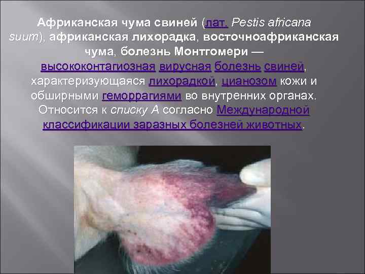 Африканская чума свиней (лат. Pestis africana suum), африканская лихорадка, восточноафриканская чума, болезнь Монтгомери —