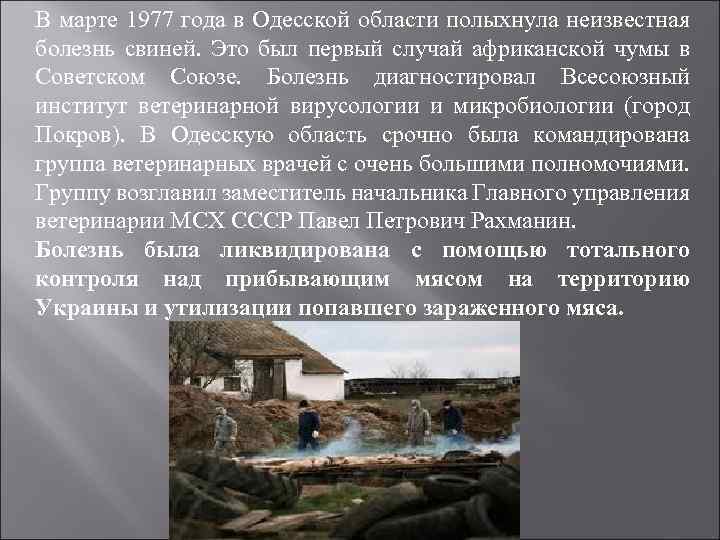 В марте 1977 года в Одесской области полыхнула неизвестная болезнь свиней. Это был первый