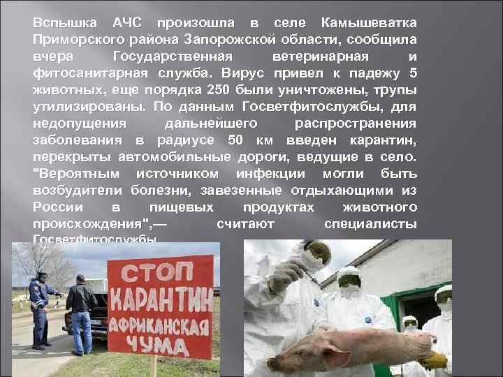 Вспышка АЧС произошла в селе Камышеватка Приморского района Запорожской области, сообщила вчера Государственная ветеринарная