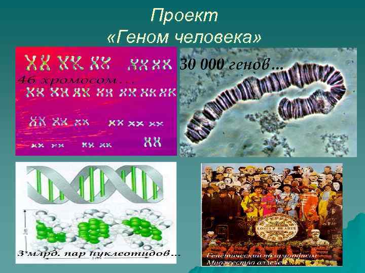 Проект «Геном человека» 