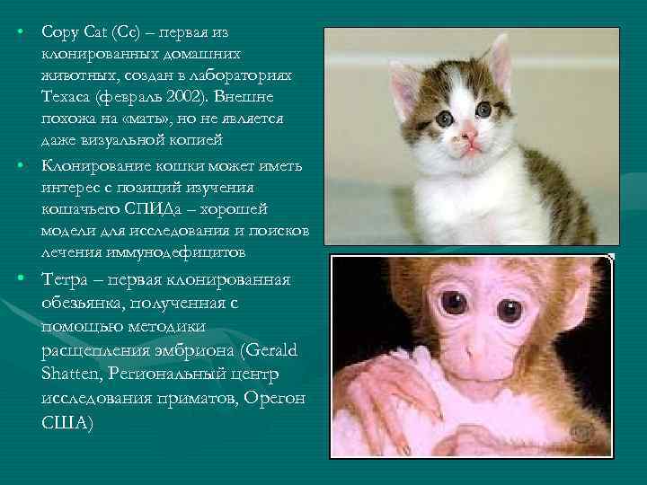  • Copy Cat (Cc) – первая из клонированных домашних животных, создан в лабораториях