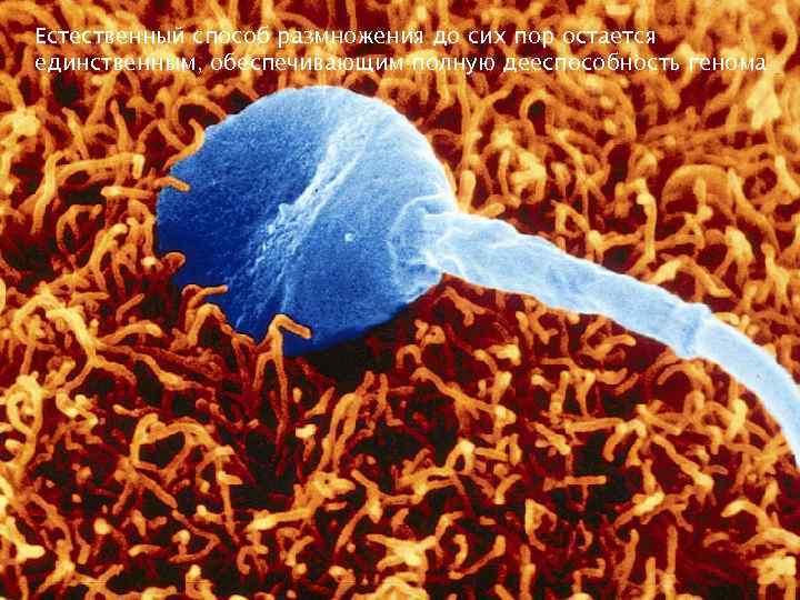 Естественный способ размножения до сих пор остается единственным, обеспечивающим полную дееспособность генома 