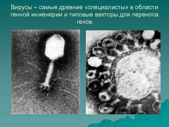 Вирусы – самые древние «специалисты» в области генной инженерии и типовые векторы для переноса