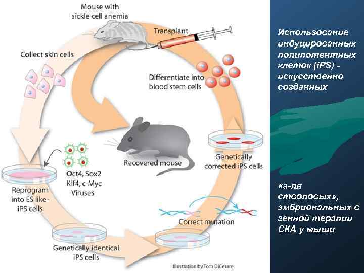 Использование индуцированных полипотентных клеток (i. PS) искусственно созданных «а-ля стволовых» , эмбриональных в генной