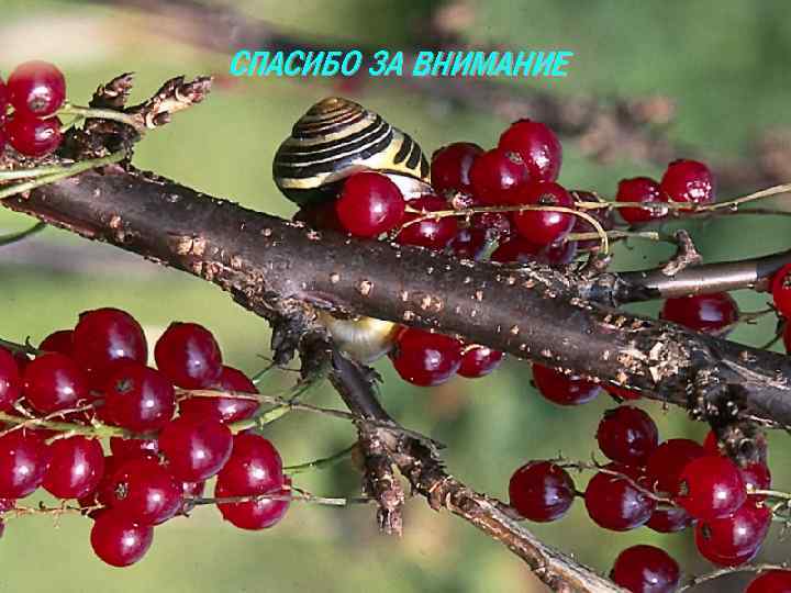 СПАСИБО ЗА ВНИМАНИЕ 