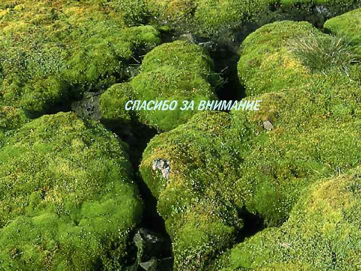 СПАСИБО ЗА ВНИМАНИЕ 