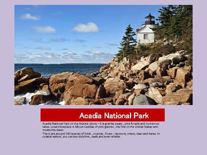 Acadia National Park on the Atlantic shore – it is granite peaks , pine