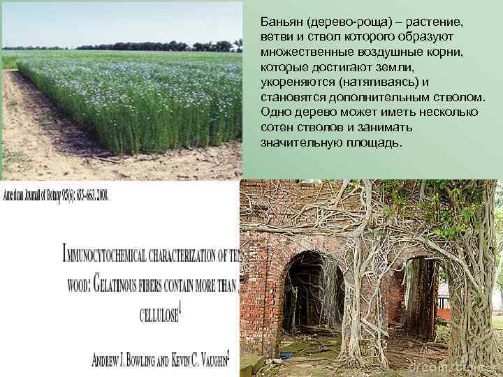 Баньян (дерево-роща) – растение, ветви и ствол которого образуют множественные воздушные корни, которые достигают