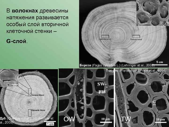 В волокнах древесины натяжения развивается особый слой вторичной клеточной стенки – G-слой. Дуб (Quercus