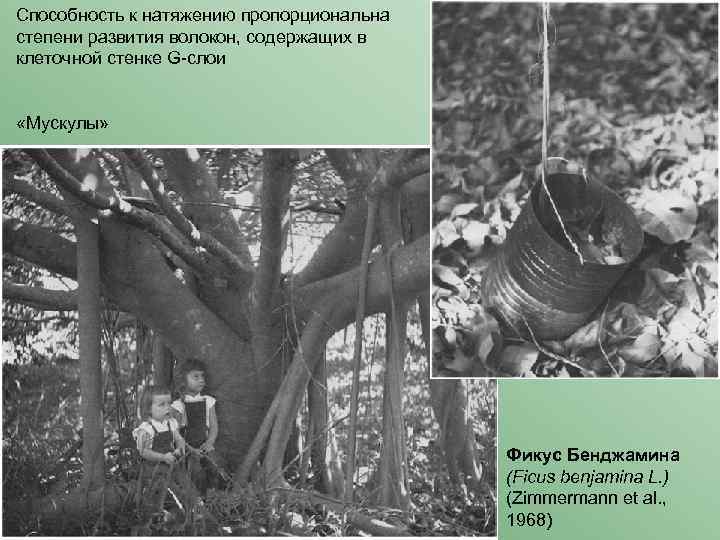 Способность к натяжению пропорциональна степени развития волокон, содержащих в клеточной стенке G-слои «Мускулы» Фикус