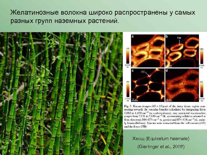 Желатинозные волокна широко распространены у самых разных групп наземных растений. Хвощ (Equisetum haemale) (Gierlinger