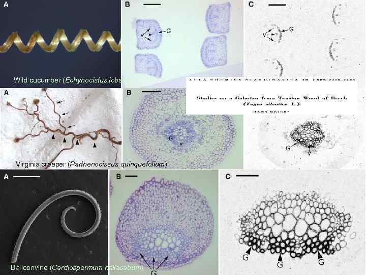 Wild cucumber (Echynocistus lobata) Virginia creeper (Parthenocissus quinquefolium) Balloonvine (Cardiospermum hallacabum) 