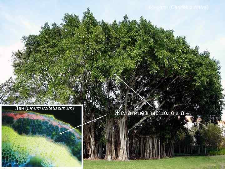 Конопля (Cannabis sativa) Лен (Linum usitatissimum) Желатинозные волокна 