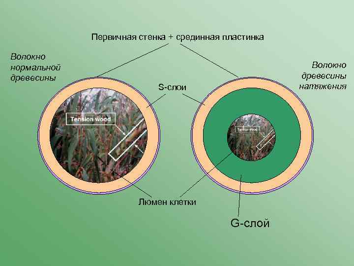 Первичная стенка + срединная пластинка Волокно нормальной древесины Волокно древесины натяжения S-слои Люмен клетки