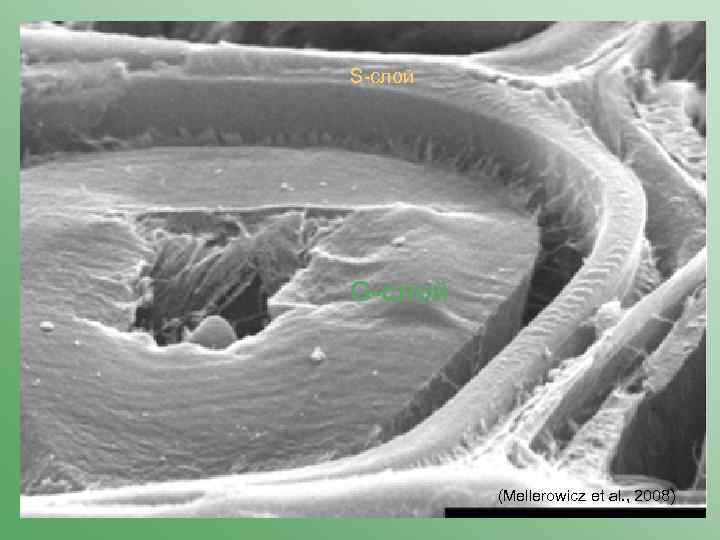 S-слой G-слой (Mellerowicz et al. , 2008) 
