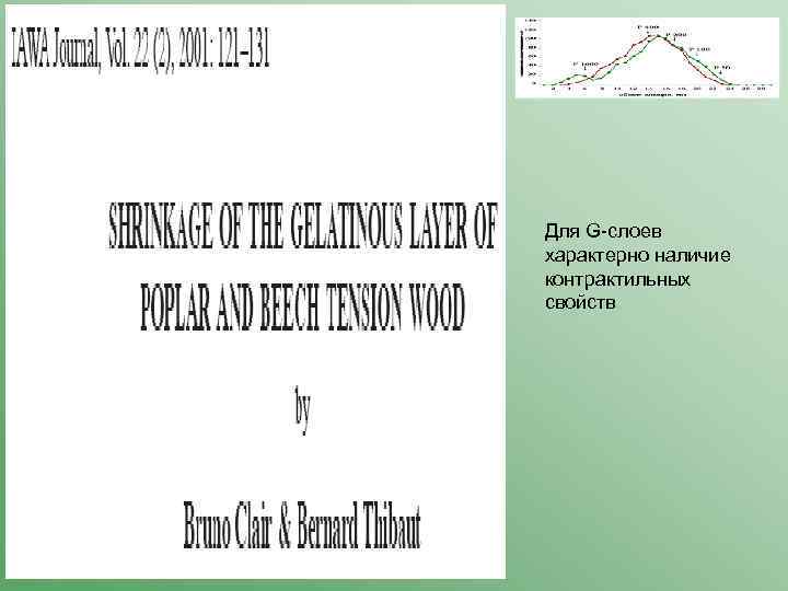 Для G-слоев характерно наличие контрактильных свойств 