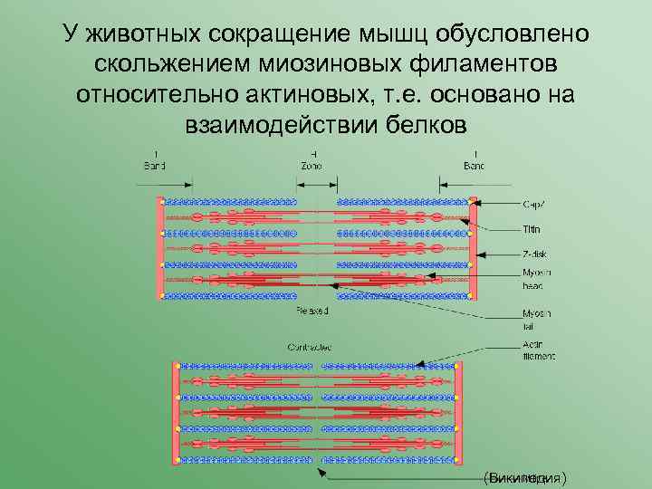 У животных сокращение мышц обусловлено скольжением миозиновых филаментов относительно актиновых, т. е. основано на