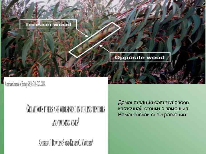 Демонстрация состава слоев клеточной стенки с помощью Рамановской спектроскопии 