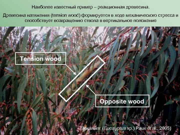 Наиболее известный пример – реакционная древесина. Древесина натяжения (tension wood) формируется в ходе механического