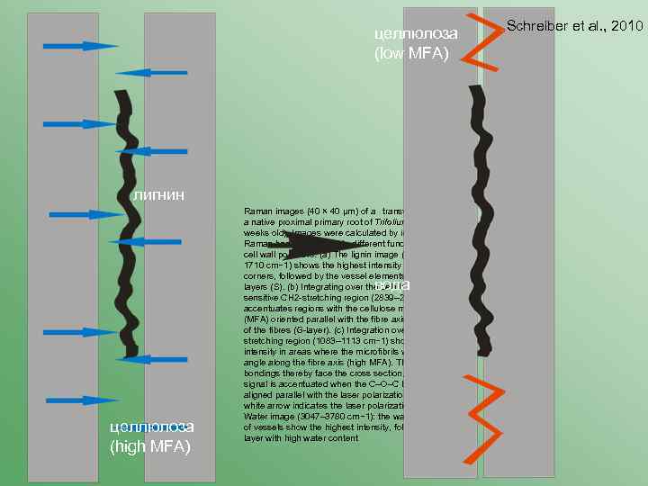 целлюлоза (low MFA) лигнин Raman images (40 × 40 μm) of a  transverse section
