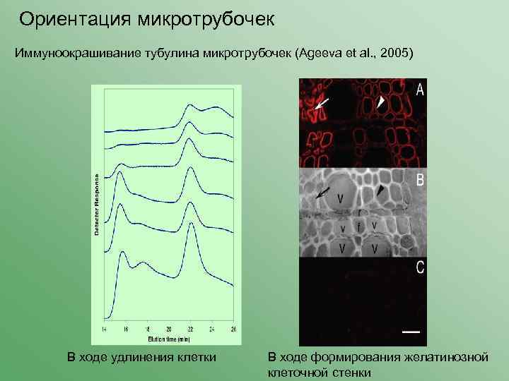 Ориентация микротрубочек Иммуноокрашивание тубулина микротрубочек (Ageeva et al. , 2005) В ходе удлинения клетки